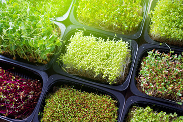 Microgreen sprouts in the trays. Toned image.