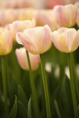 soft white tulips in a botanical garden near Lisse, Netherlands