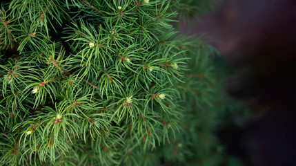 Closeup of Christmas-tree background. Pine Texture.Selective focus.