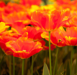 Red tulips blooming  in a botanical garden near Lisse, Netherlands