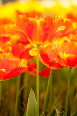 Red tulips blooming  in a botanical garden near Lisse, Netherlands