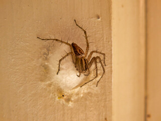 Female Lynx Spider (Oxyopes elegans) guarding her egg sac. Note two right front legs missing - possibly as a result of guarding her eggs?