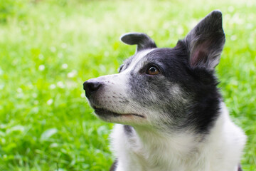 Naklejka na ściany i meble Close-up portrait of a dog. Black and white cur. Dog without breed. Happy animal on grass background.