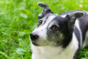 Close-up portrait of a dog. Black and white cur. Dog without breed. Happy animal on grass background.