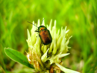 Rose Chafer (Cetonia aurata) feeding on a wild flower