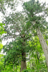 新緑の杉の森　立山美女平