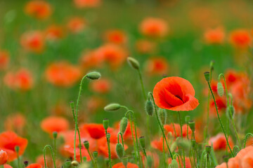 Fototapeta na wymiar Beautiful red poppies. Red Flower symbol of war. remembrance day