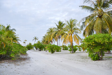 Beach Maldive Fun Island View Palm Trees