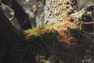 moss on the tree