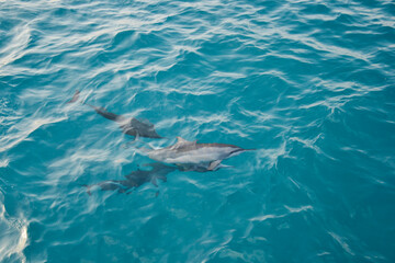 Fototapeta premium Dolphins Blue Ocean Maldive Sea