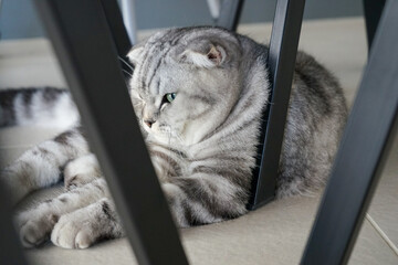 a large cat of British breed imposingly lies under the table in the dining room