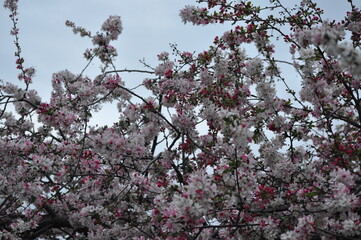 pink cherry blossom