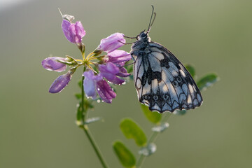 Melanargia galathea butterfly on a pink flower clover awaits dawn early in the dew