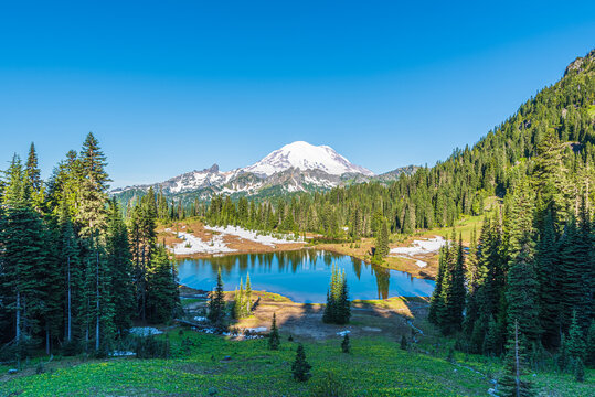 Mount Rainier East Face Viewed Over Tipsoo Lake and Yellow-Green Wildflowers in July