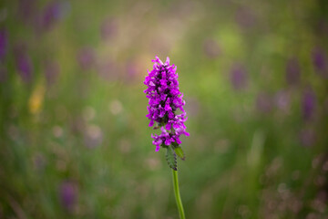 Wild flower. Plant in the field. 