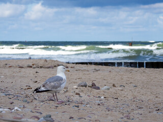  gull runs across the beach of the Baltic Sea