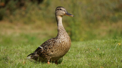 wild duck in the grass