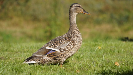 wild duck in the grass
