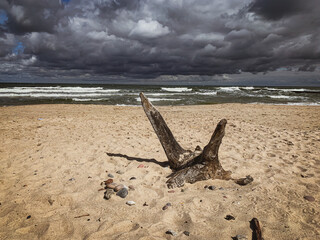 on a beach of the Baltic Sea lies a washed up log