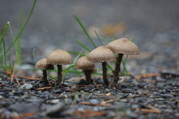 Mushrooms on country road