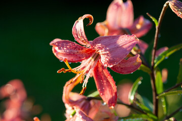 Pink lily flower after rain, selective focus on details, macro.