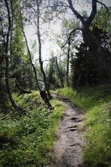 Path