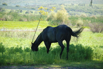 horse in the field