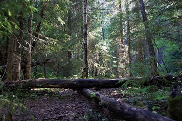tree in the forest