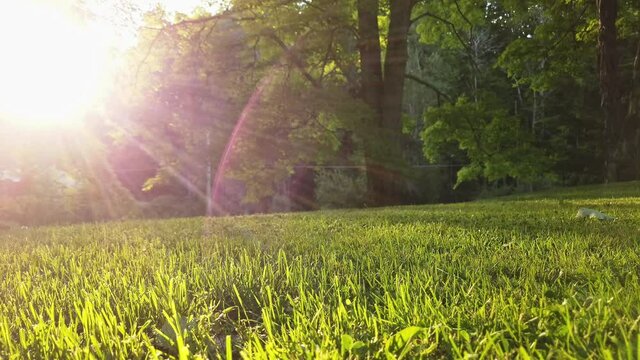 Peaceful rural backyard with golden sunset light rays.  Healthy green grass and perfect lawn with old maple trees.