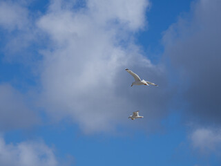 Fototapeta na wymiar some white seagulls flying in the blue sky with white clouds