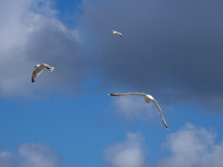 some white seagulls flying in the blue sky with white clouds