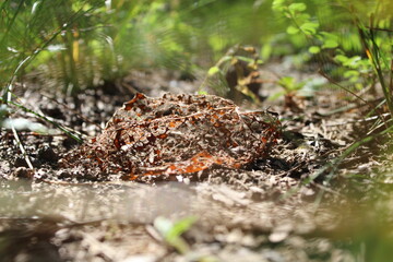 Fallen Leaf  Eaten By Caterpillar