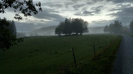 morning mist in the forest