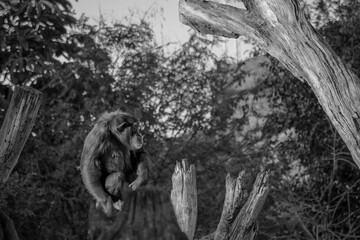 Fototapeta premium Monkey in the forest