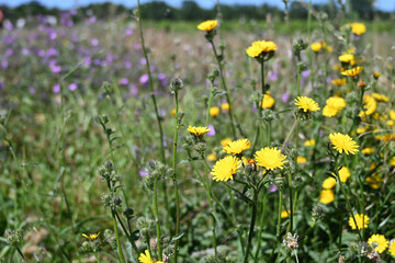Obraz premium fleurs des champs et de la pairie