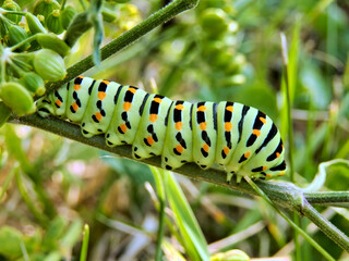 Close up of a caterpillar of the Swallowtail Butterfly (Papilio machaon) feeding on a wild parsnip plant