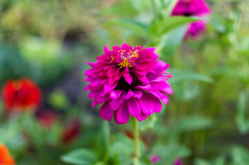 Fototapeta premium beautiful purple zinnia flower in summer sunshine day.