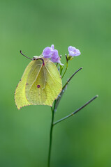 Gonepteryx rhamni is a diurnal butterfly from the Pieridae family on a  flower.