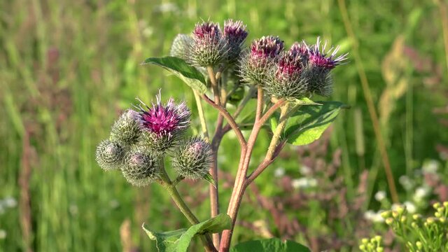 Inflorescence of the greater burdock (Arctium lappa).