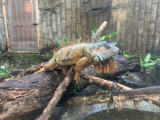Iguane du zoo de Hô-Chi-Minh, Vietnam