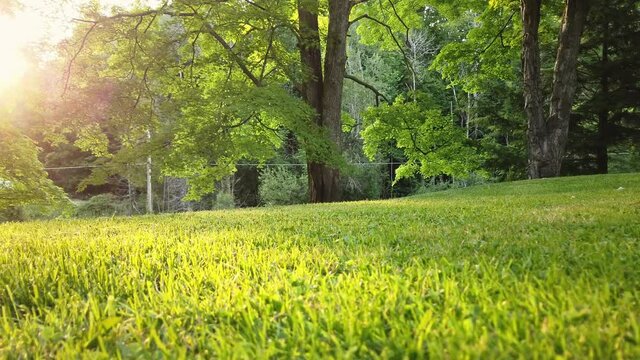 Peaceful rural backyard with golden sunset light rays.  Healthy green grass and perfect lawn with old maple trees.