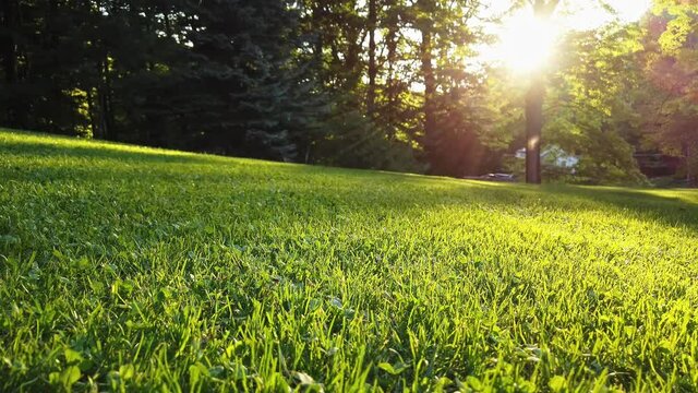 Peaceful rural backyard with golden sunset light rays.  Healthy green grass and perfect lawn with old maple trees.