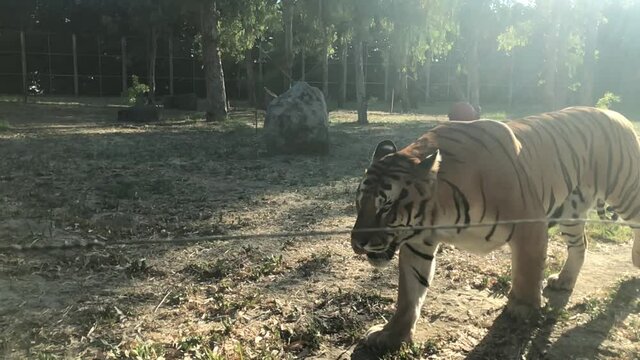 Old Tiger Cat walks