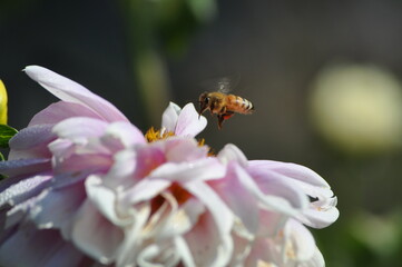 bee on a flower