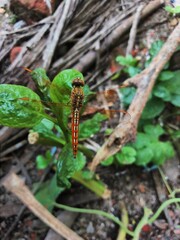 Dragonfly on a green Leaf