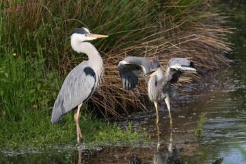 Graureiher im Wasser 24