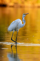 White egret standing and fishing in a pond at sunrise and sunset