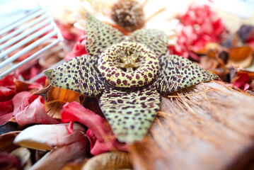 Fototapeta na wymiar Close up shot of starfish cactus flower. 