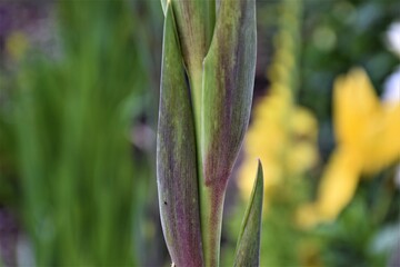 Gladiole