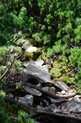 Path in the forest to the top of the mountain. Green summer landscape with rocks, moss and greenery. Carpathian Mountains, Ukraine.